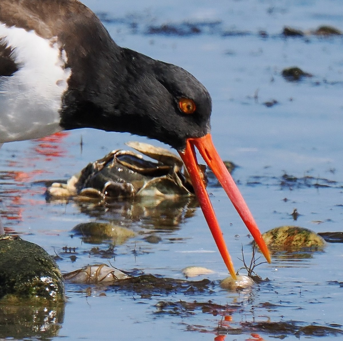 American Oystercatcher - ML642919741