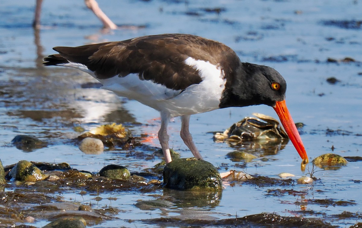 American Oystercatcher - ML642919742