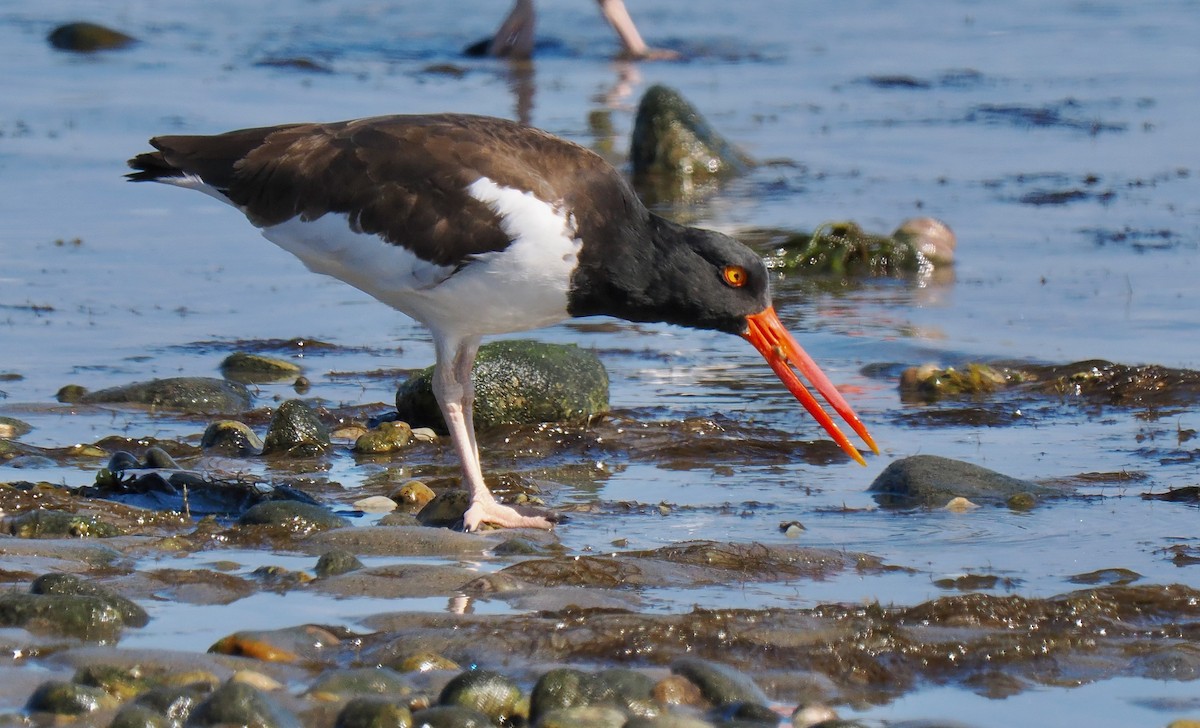 American Oystercatcher - ML642919743