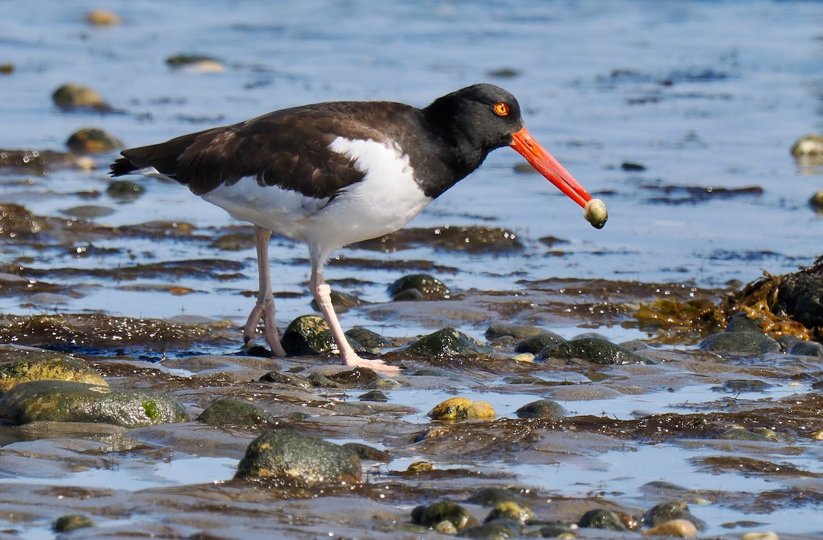 American Oystercatcher - ML642919744