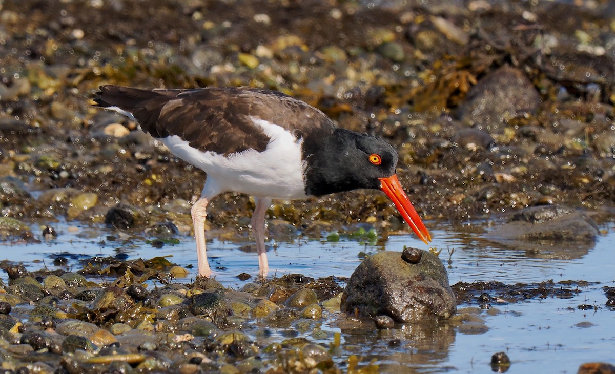 American Oystercatcher - ML642919745