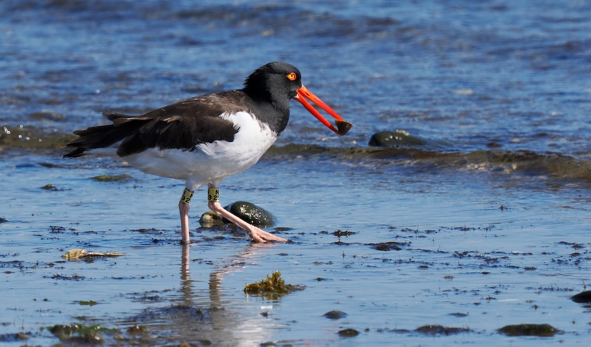 American Oystercatcher - ML642919746