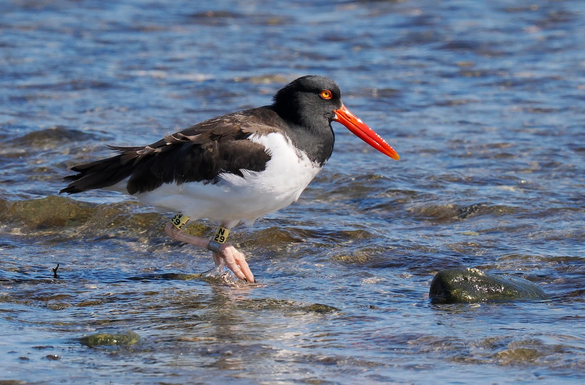 American Oystercatcher - ML642919747