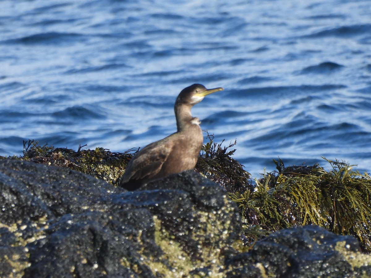 European Shag - ML642919759