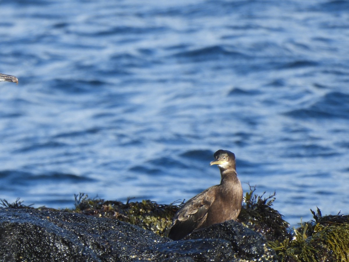 European Shag - ML642919760