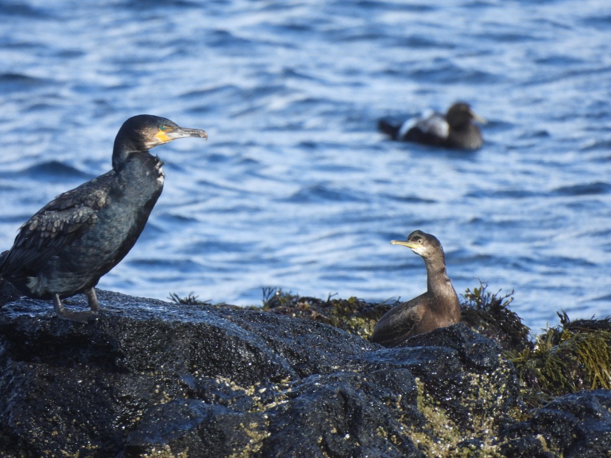 European Shag - ML642919761