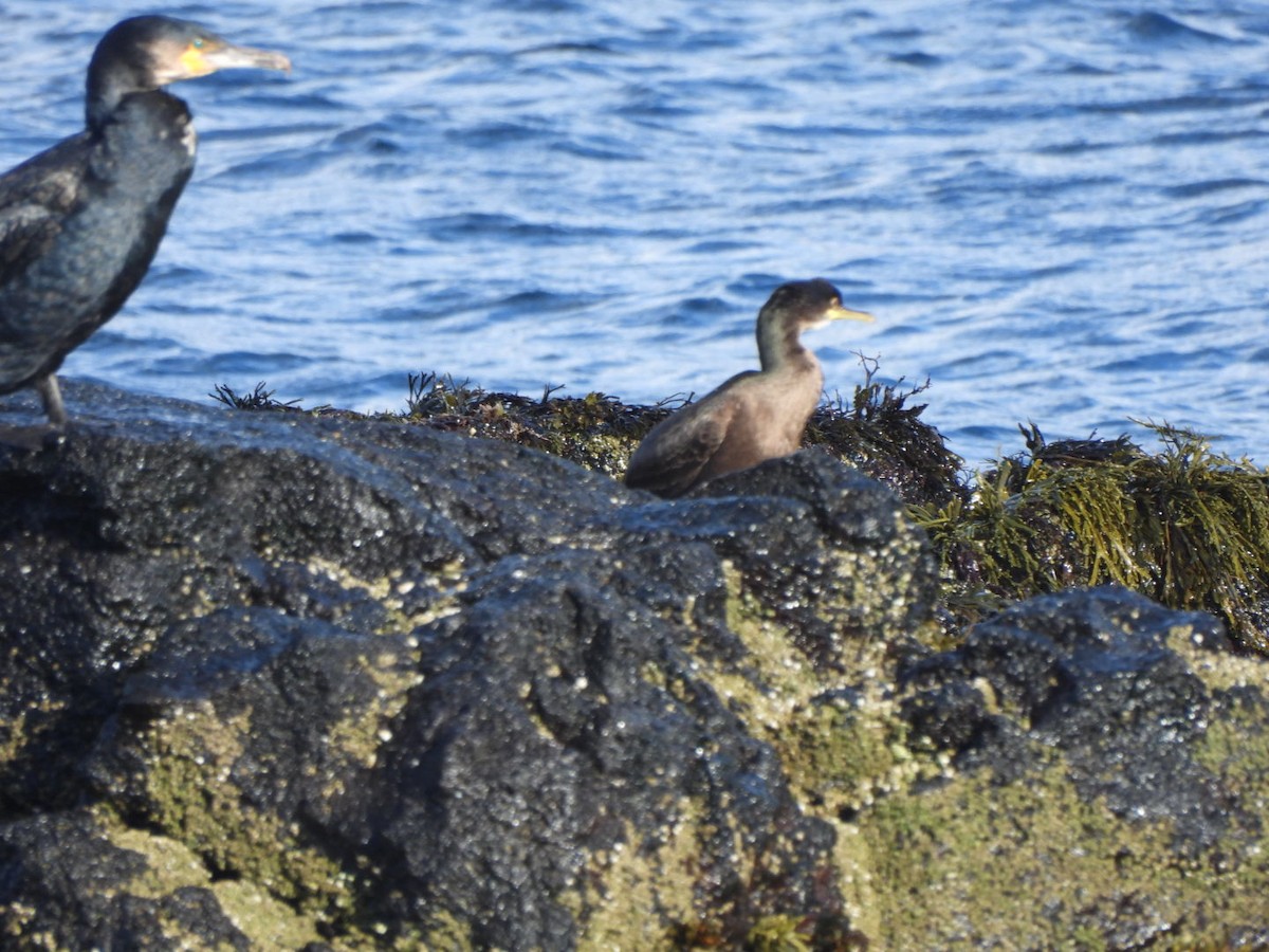 European Shag - ML642919762