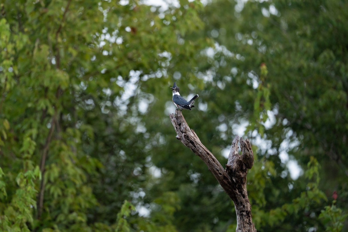 Belted Kingfisher - ML642919773