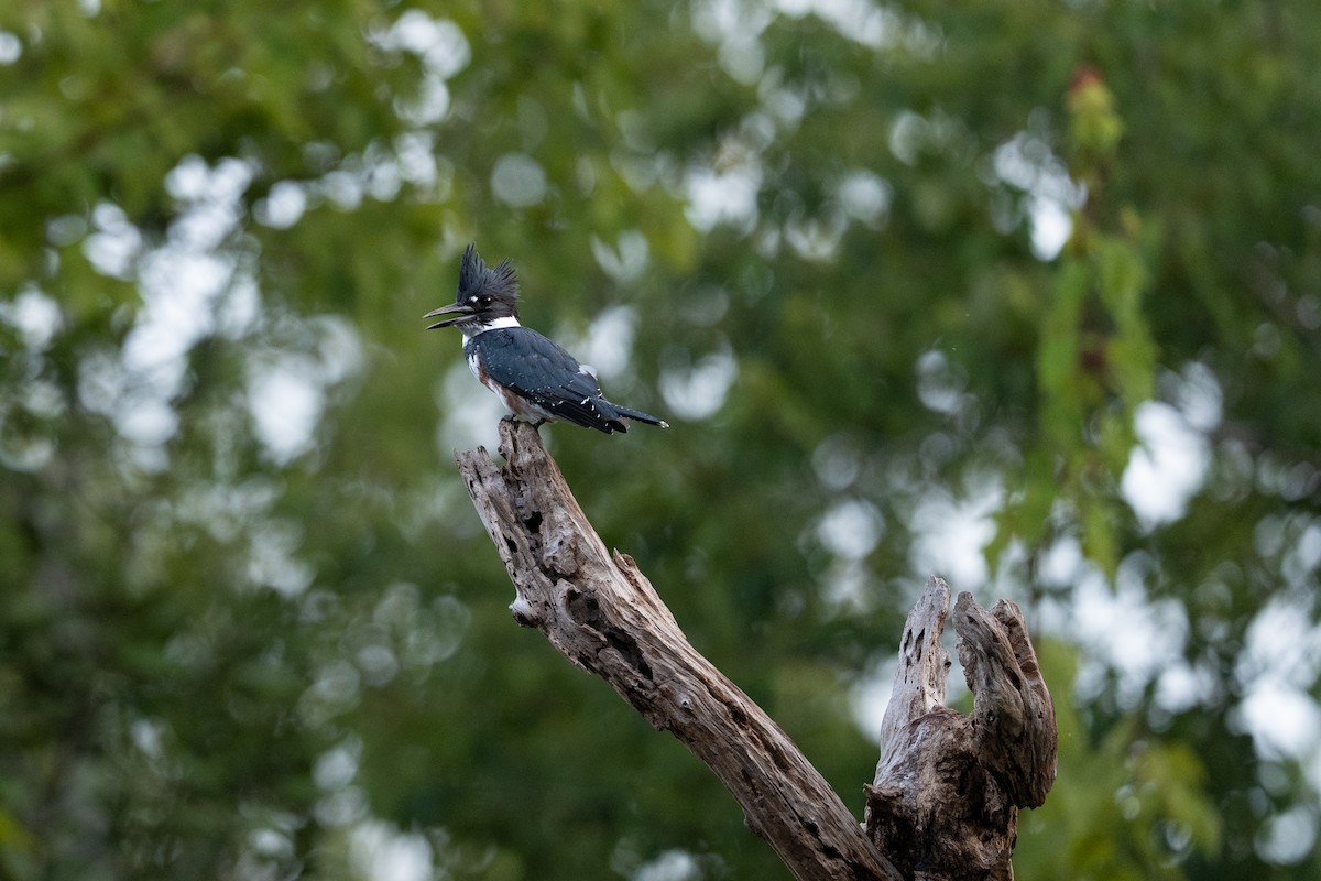 Belted Kingfisher - ML642919774