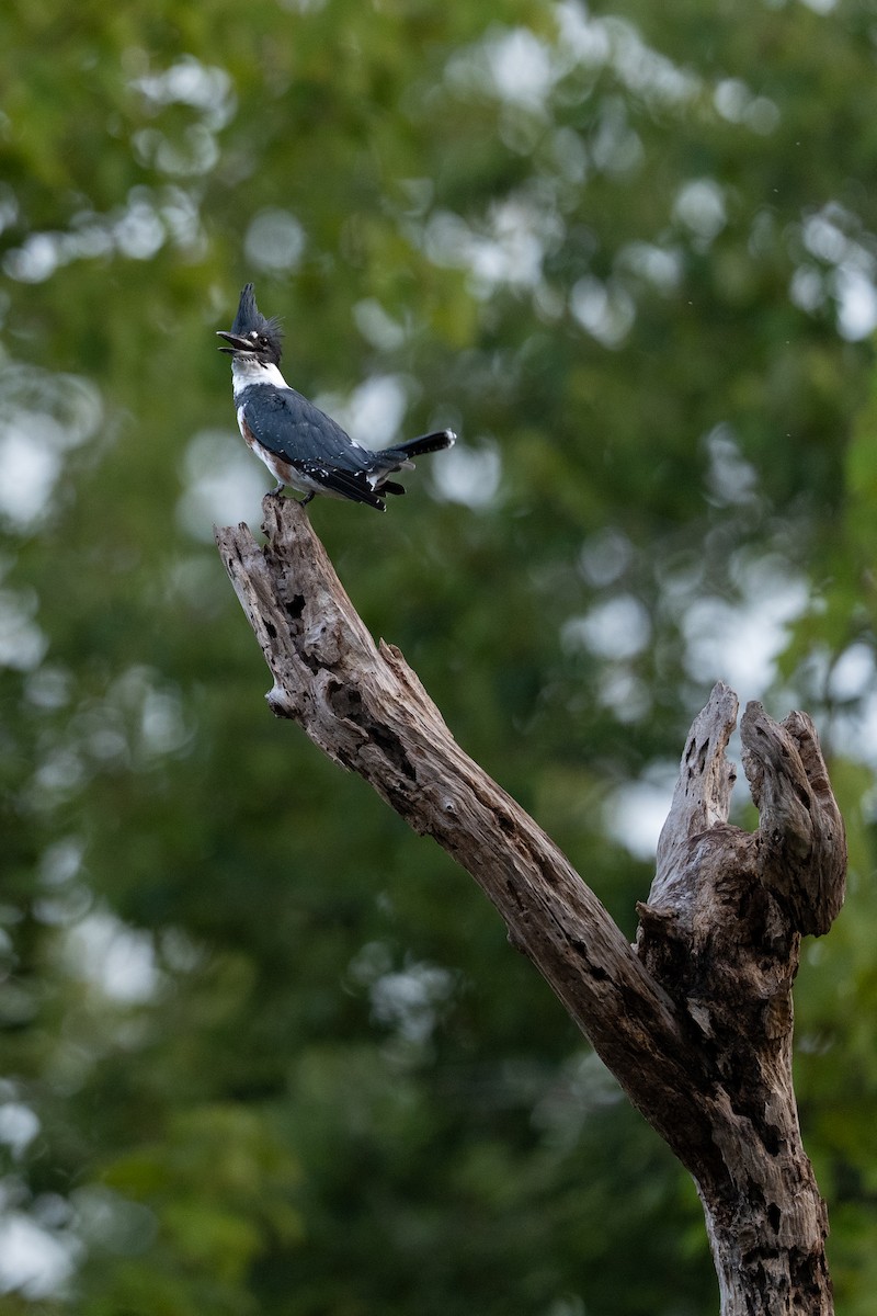 Belted Kingfisher - ML642919775