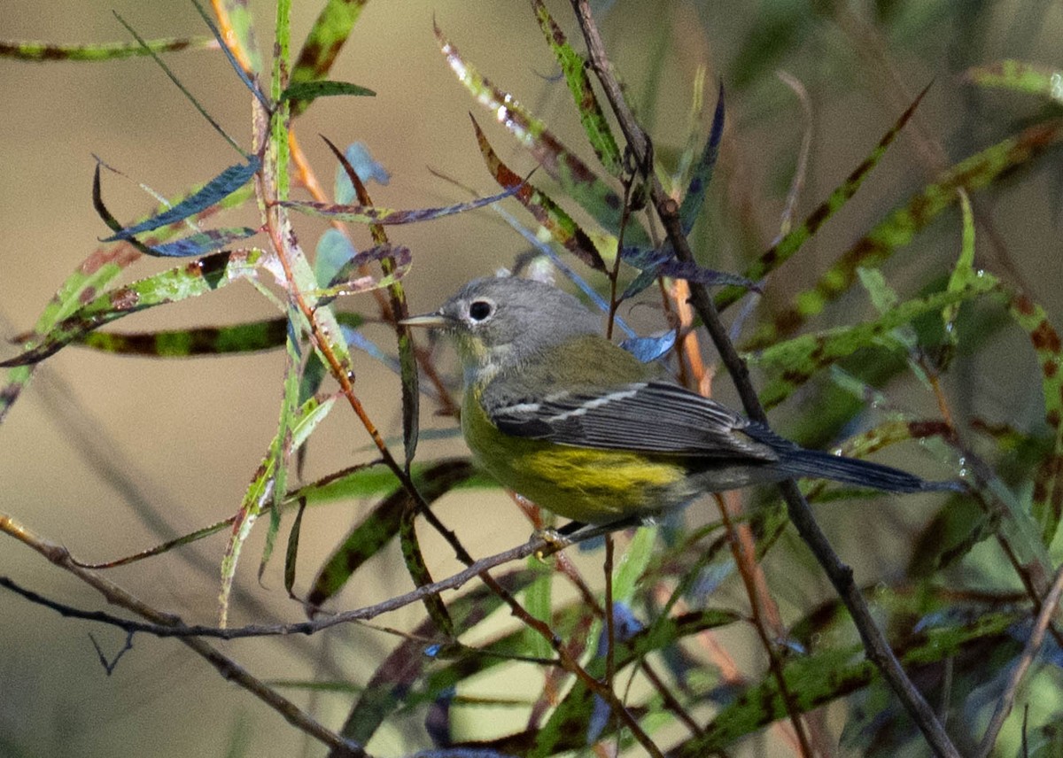 Paruline à tête cendrée - ML642919779