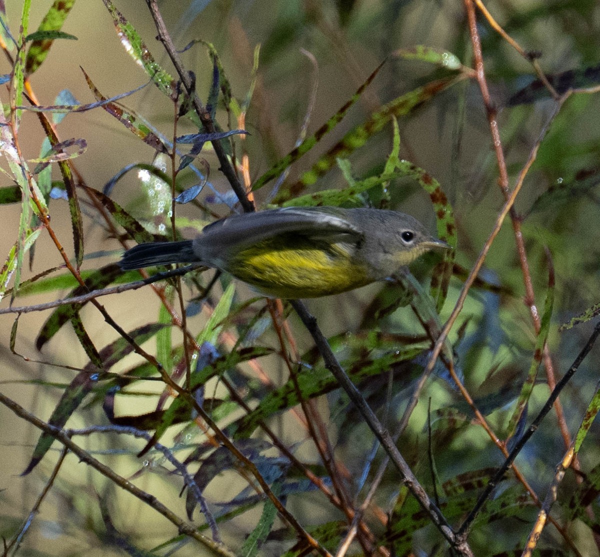 Paruline à tête cendrée - ML642919781