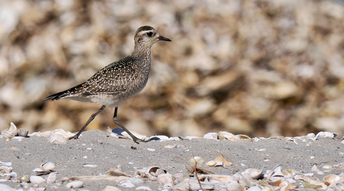 American Golden-Plover - ML642919785