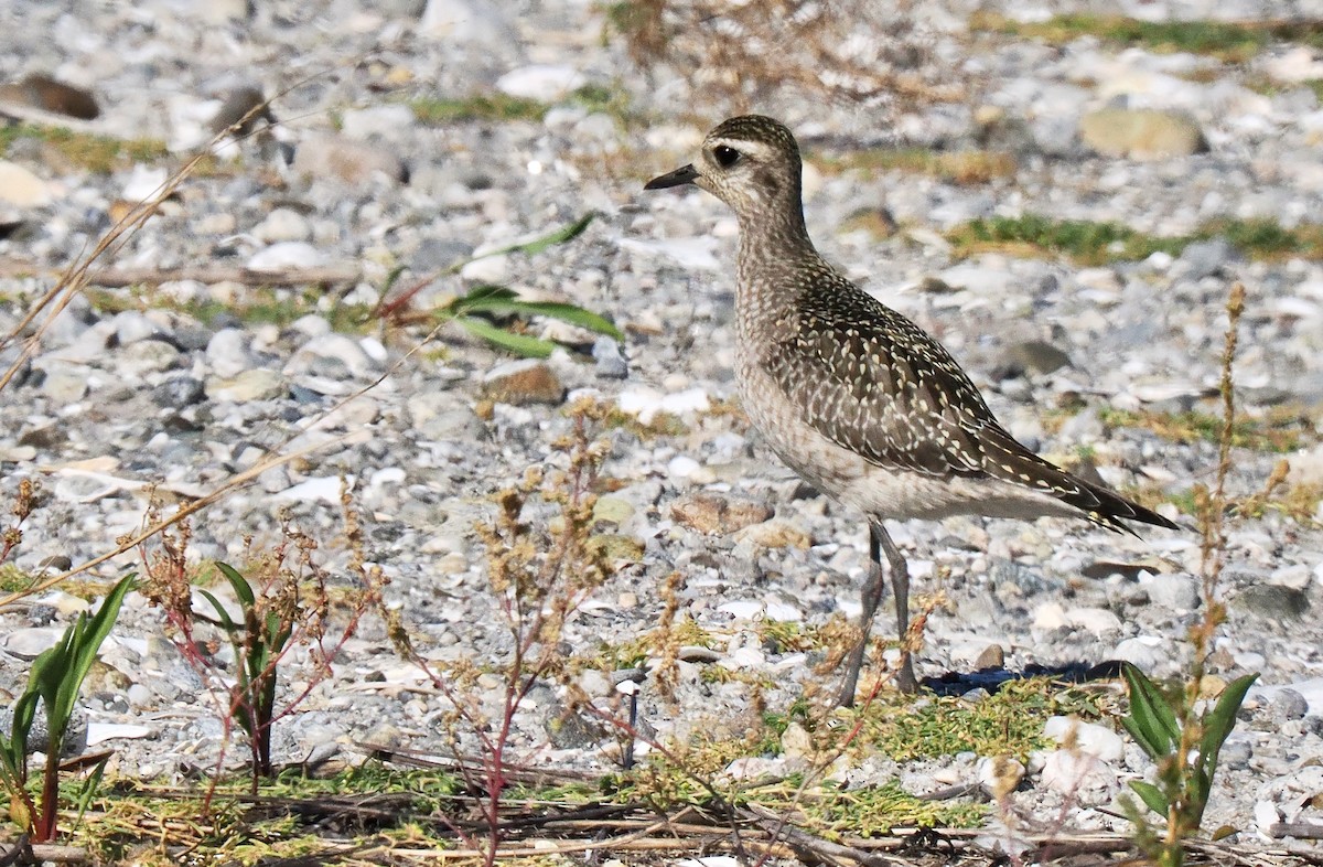 American Golden-Plover - ML642919786