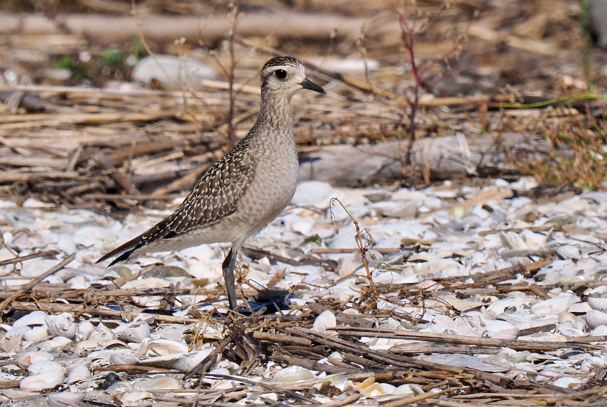 American Golden-Plover - ML642919787