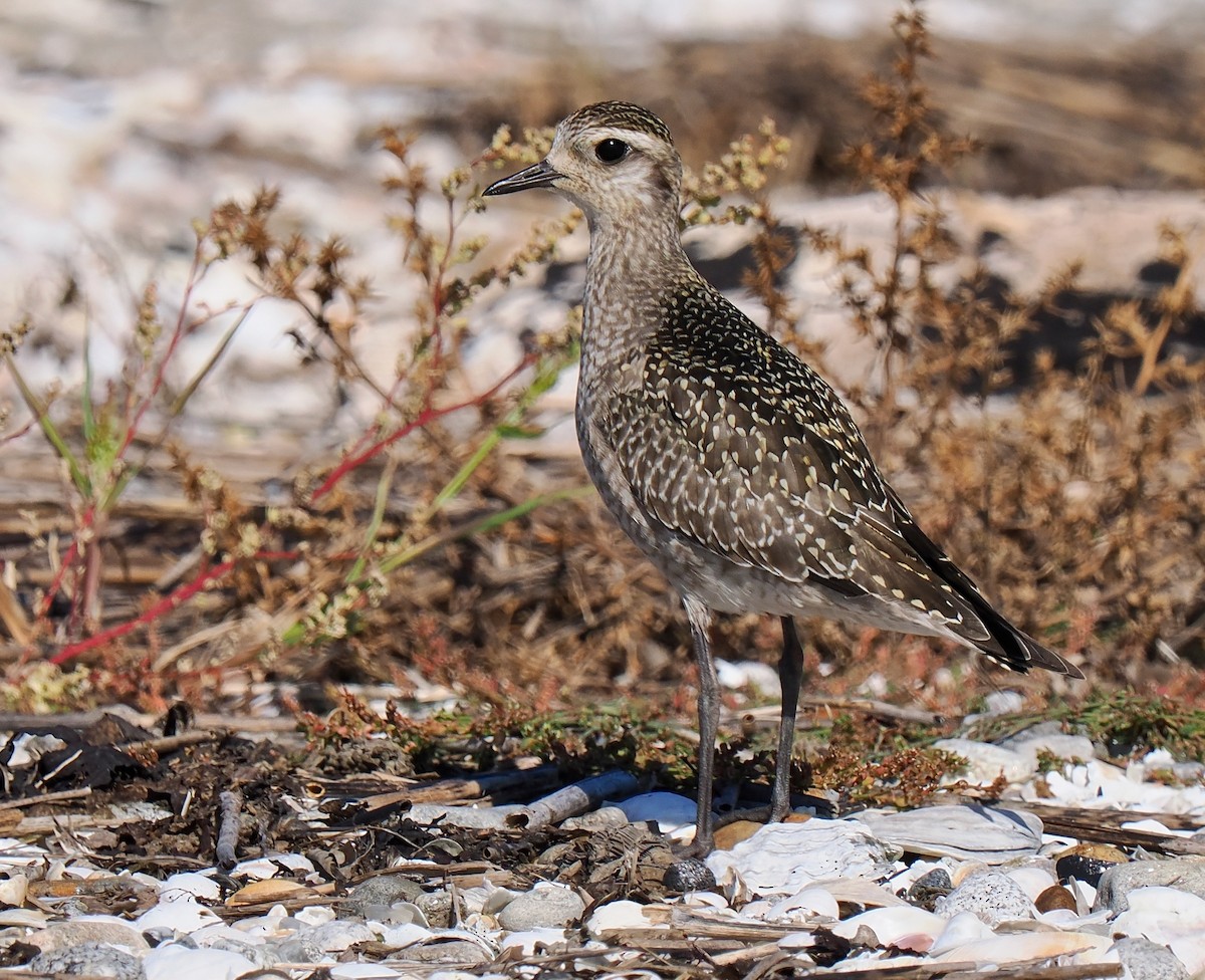 American Golden-Plover - ML642919788