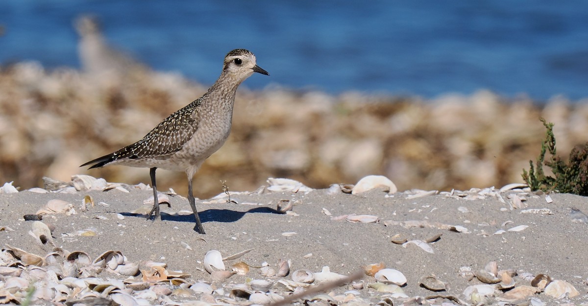 American Golden-Plover - ML642919789