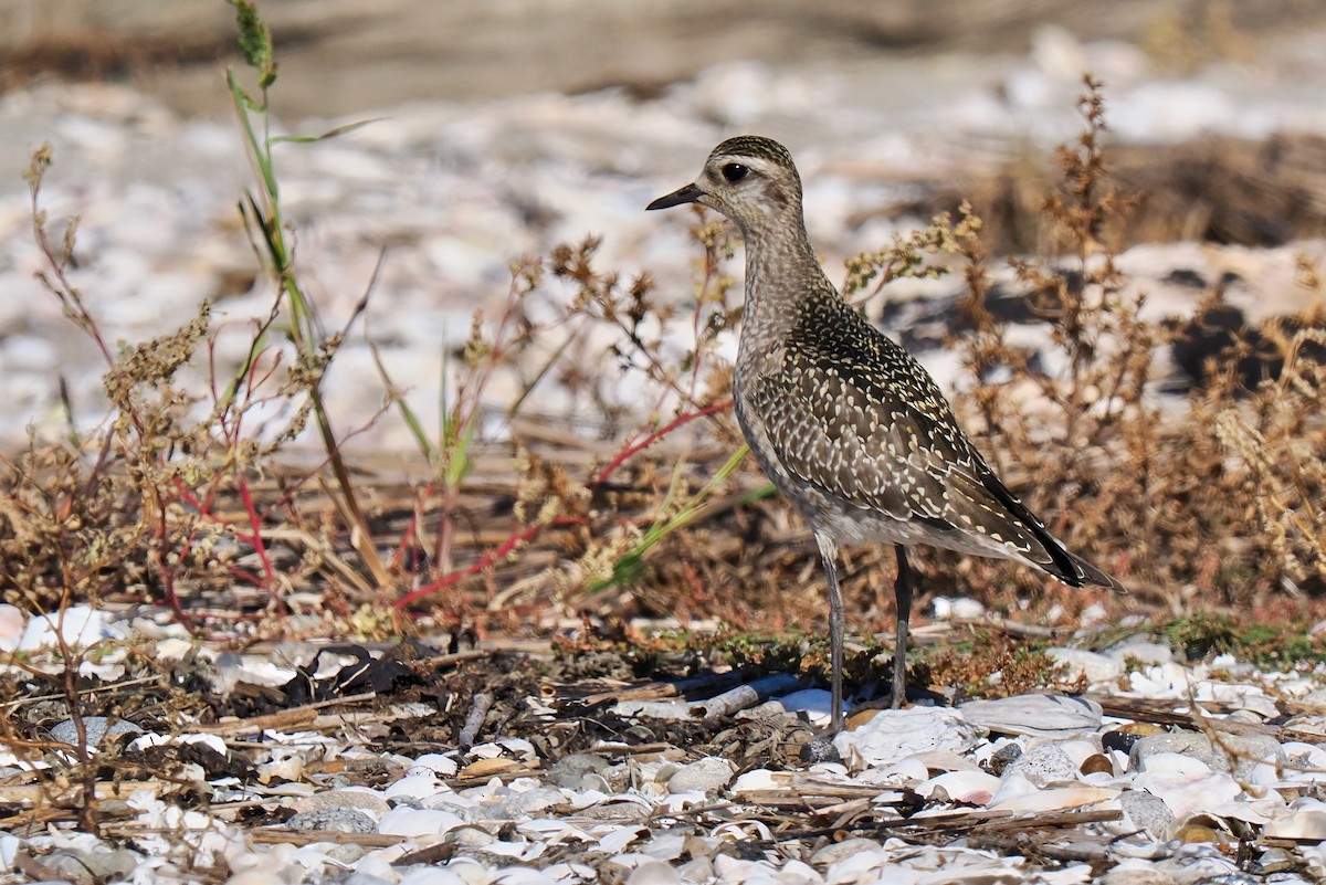 American Golden-Plover - ML642919790