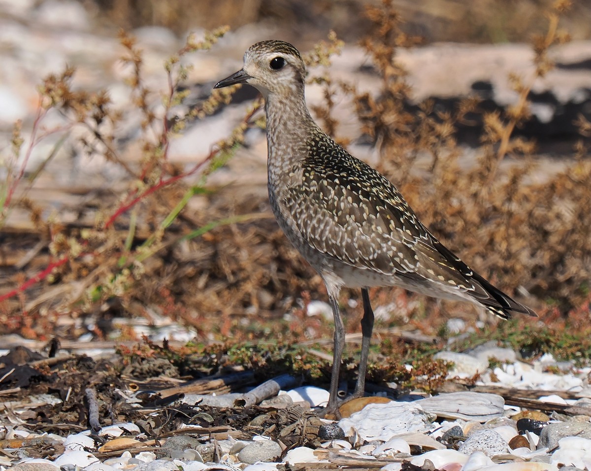American Golden-Plover - ML642919791