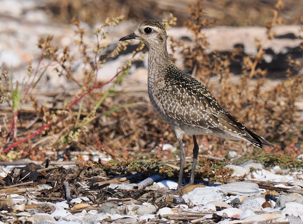 American Golden-Plover - ML642919792