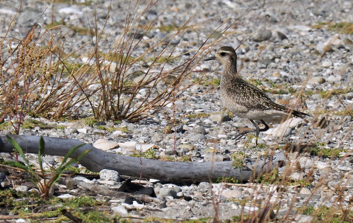 American Golden-Plover - ML642919793