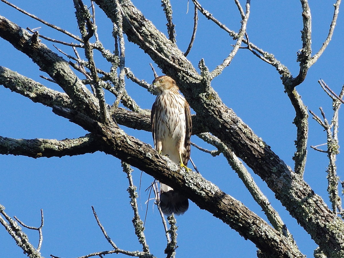 Cooper's Hawk - ML642919801