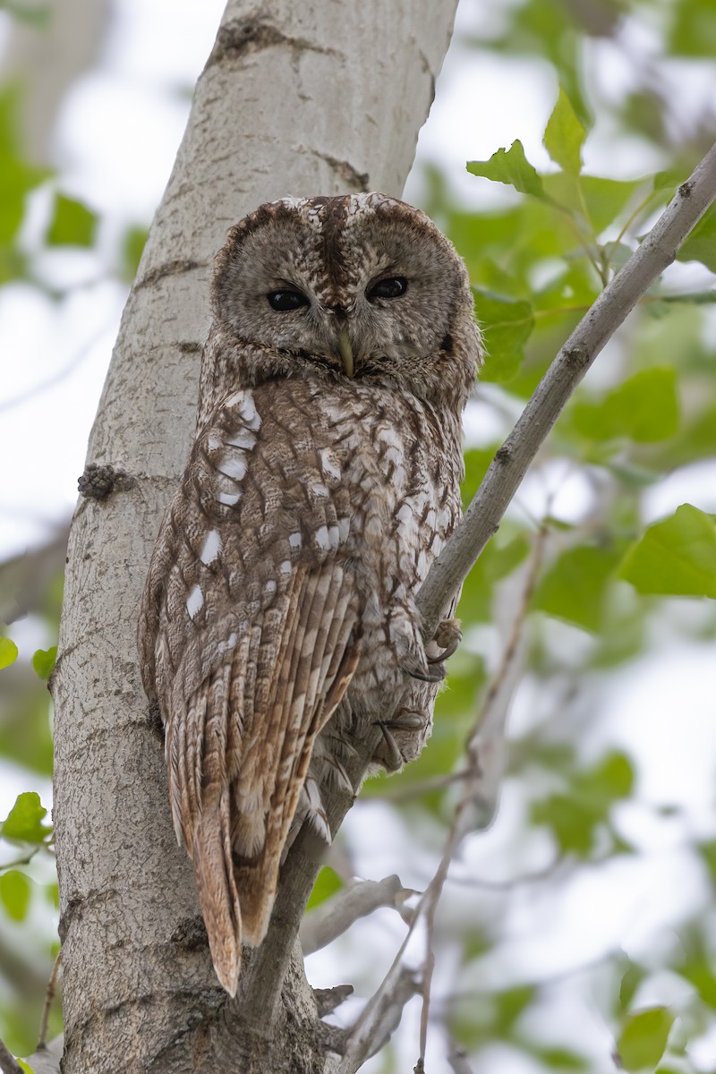 Tawny Owl - ML642919803