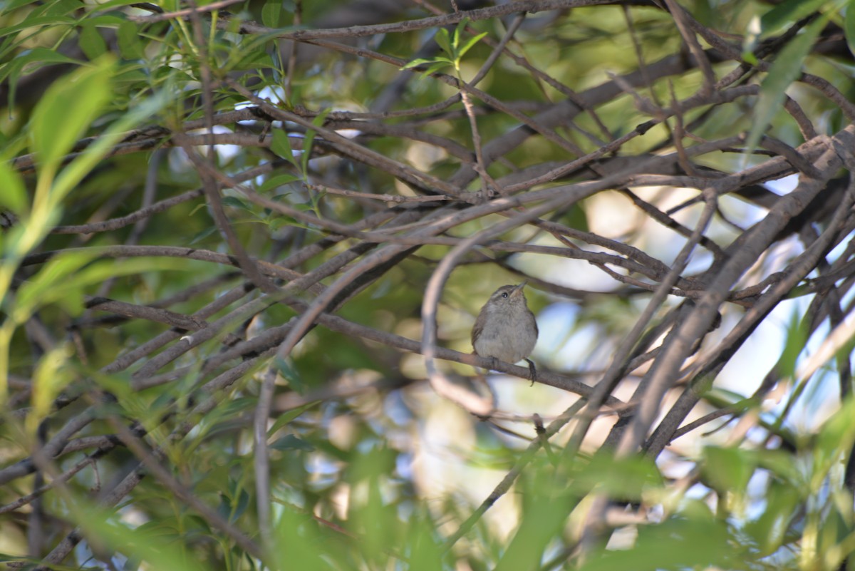 Bewick's Wren - ML642919806