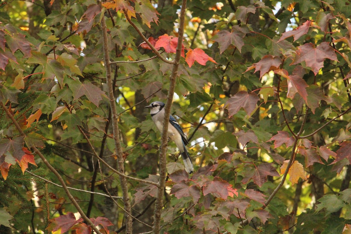 Blue Jay - ML642919807