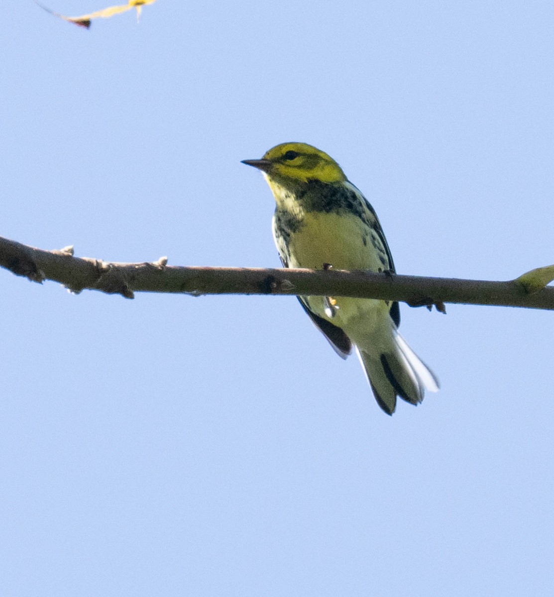 Black-throated Green Warbler - ML642919833