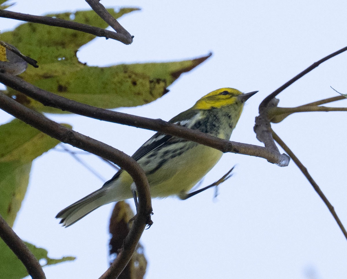 Black-throated Green Warbler - ML642919834