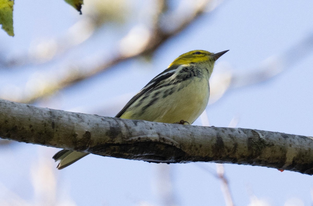 Black-throated Green Warbler - ML642919835