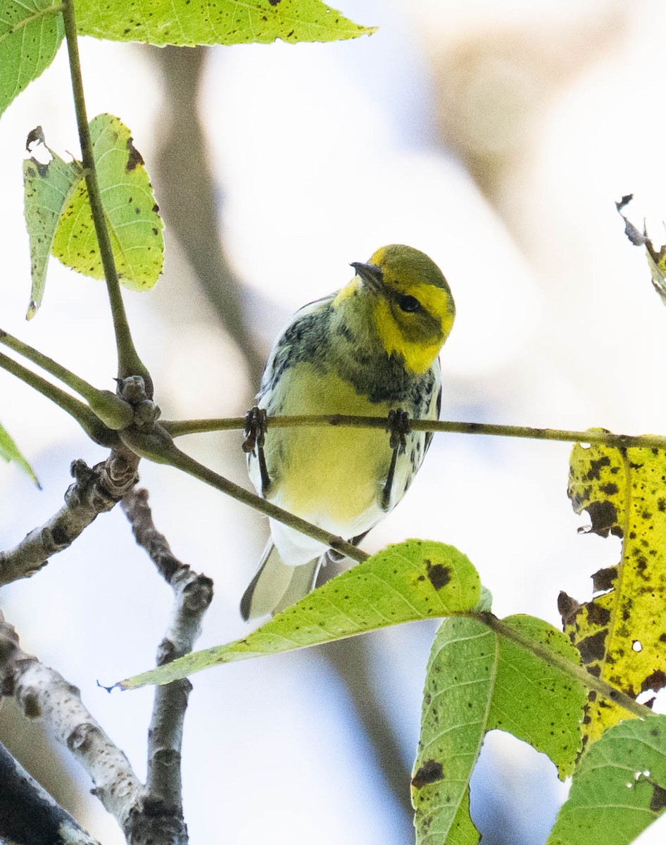 Black-throated Green Warbler - ML642919836