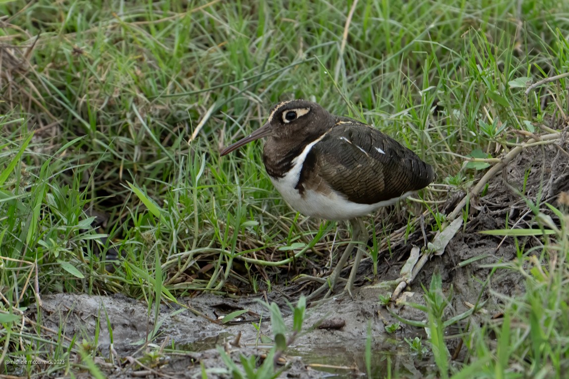 Greater Painted-Snipe - ML642919841