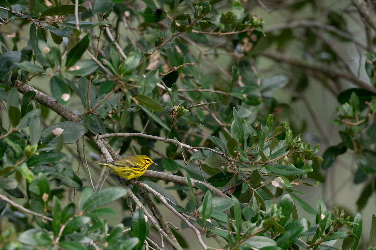 Prairie Warbler - ML642919843