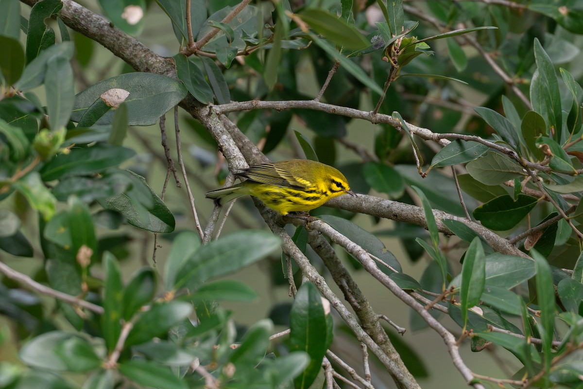 Prairie Warbler - ML642919844