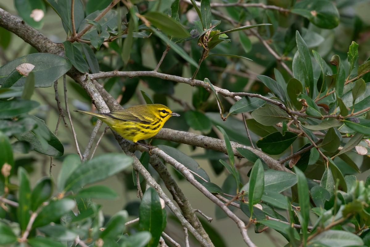 Prairie Warbler - ML642919845