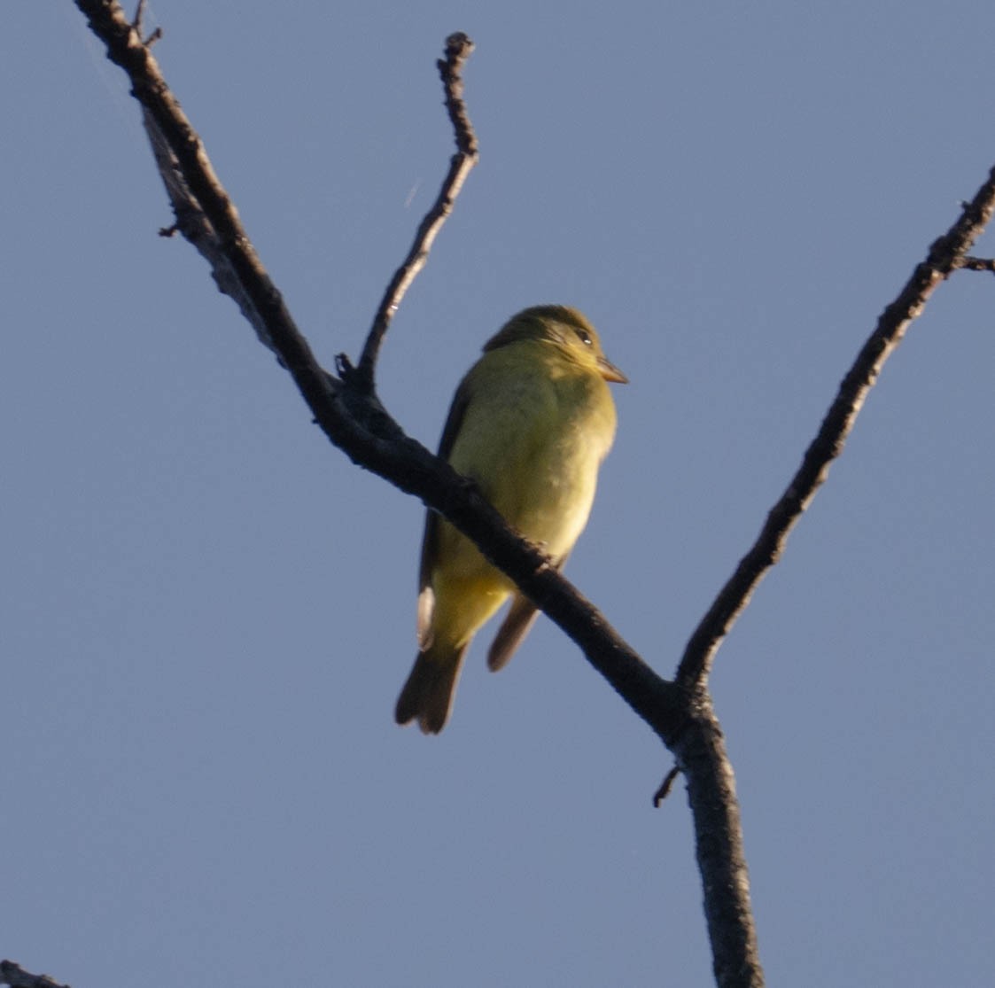 Scarlet Tanager - ML642919849