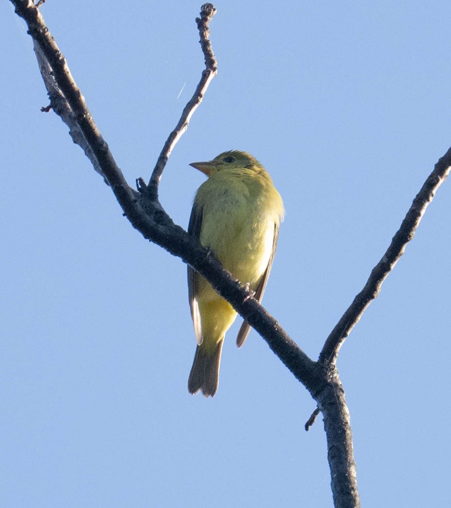 Scarlet Tanager - ML642919850