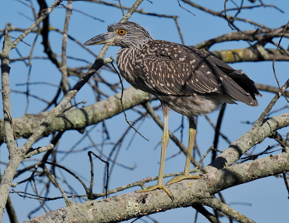 Yellow-crowned Night Heron - ML642919851
