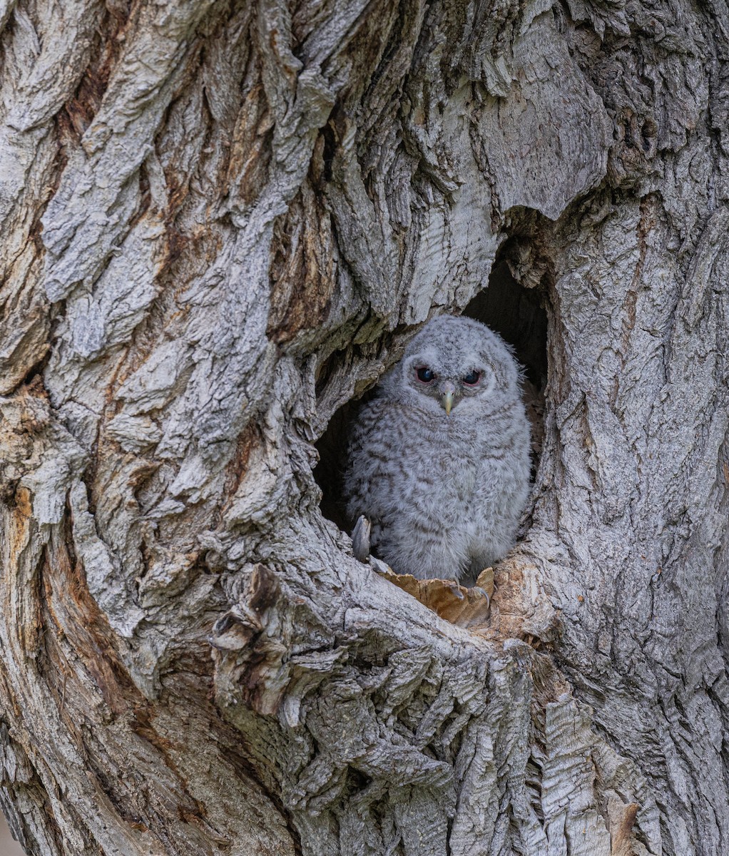 Tawny Owl - ML642919866