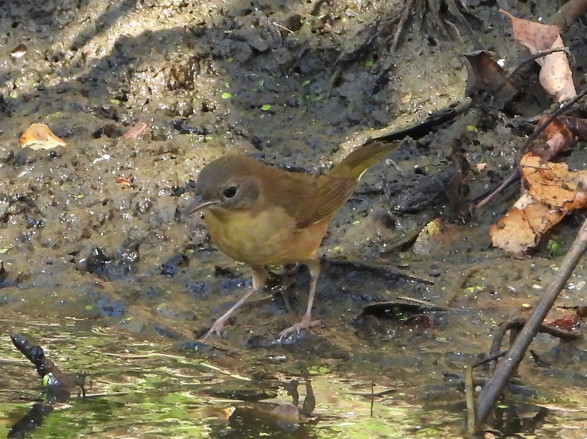 Sarıgerdan - ML642919868