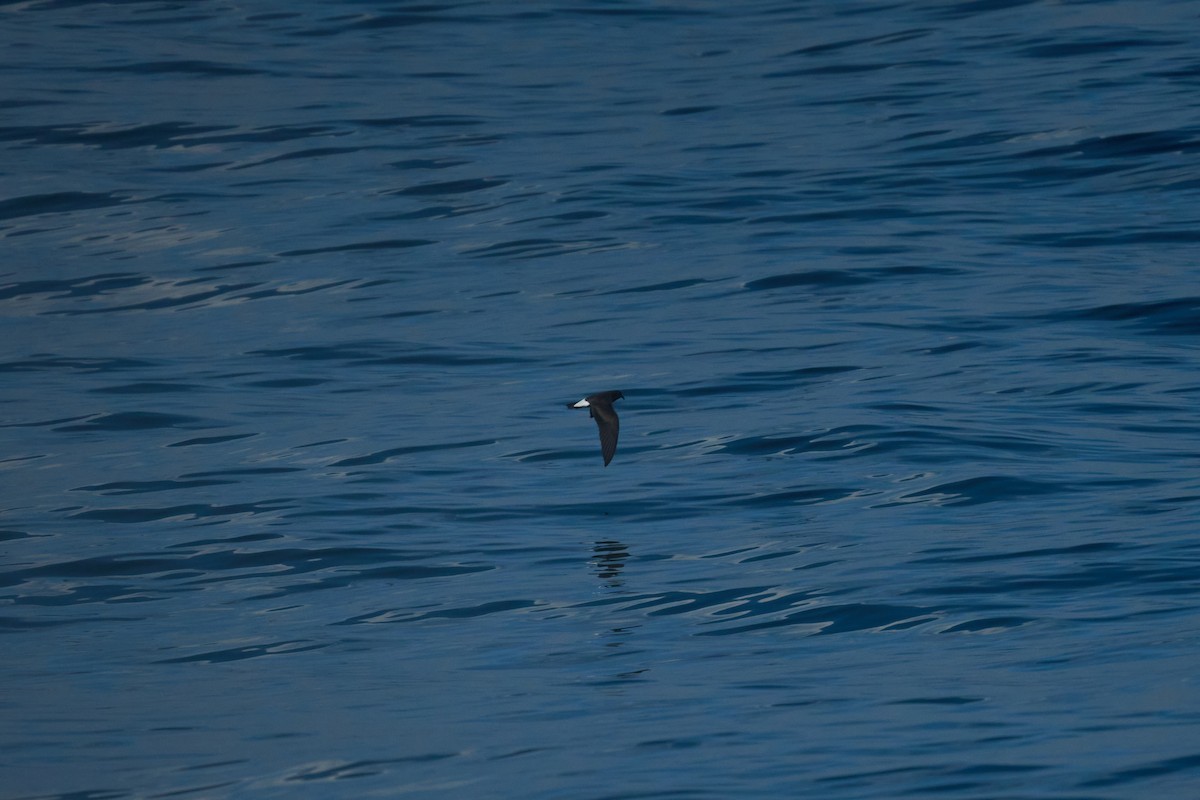Wedge-rumped Storm-Petrel - ML642919869