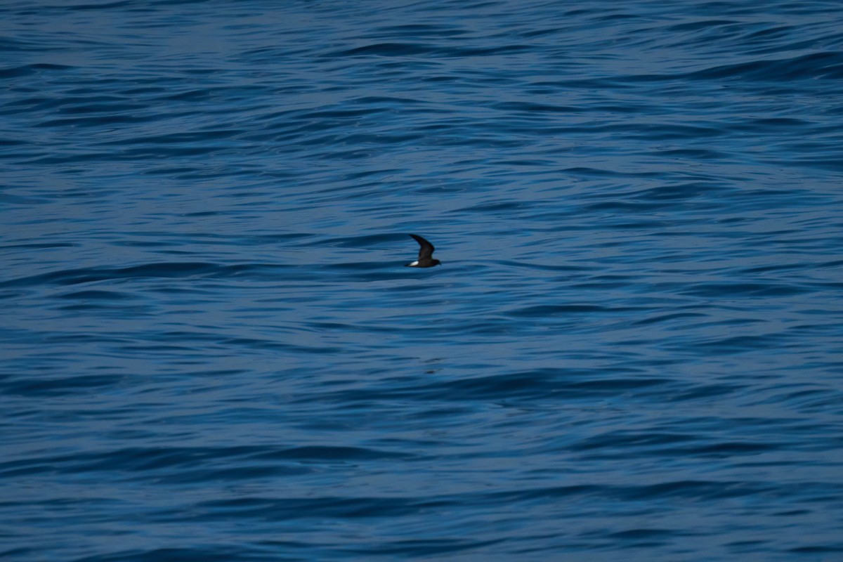 Wedge-rumped Storm-Petrel - ML642919871
