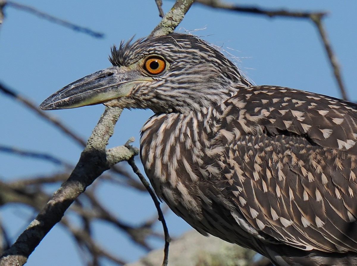 Yellow-crowned Night Heron - ML642919872