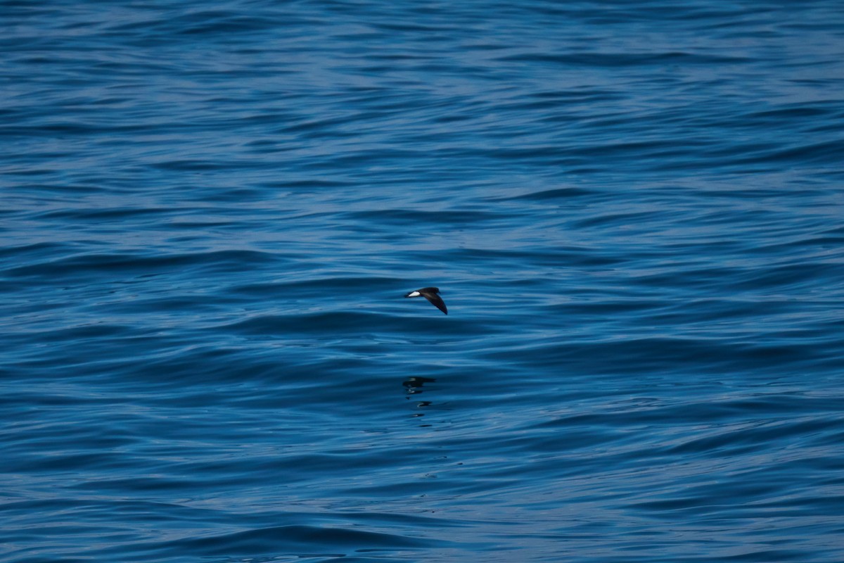 Wedge-rumped Storm-Petrel - ML642919873