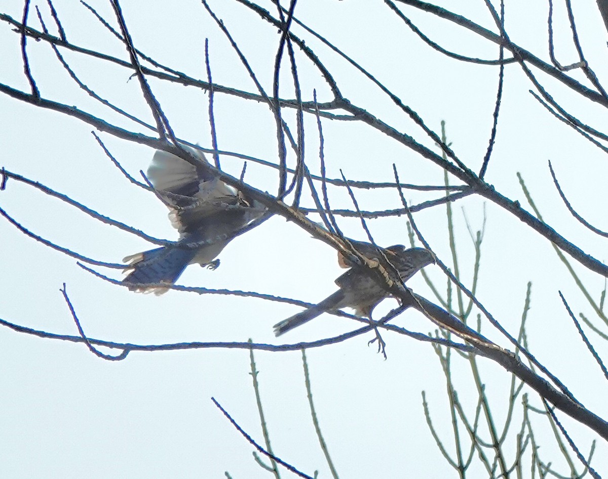 Blue Jay - ML642919879
