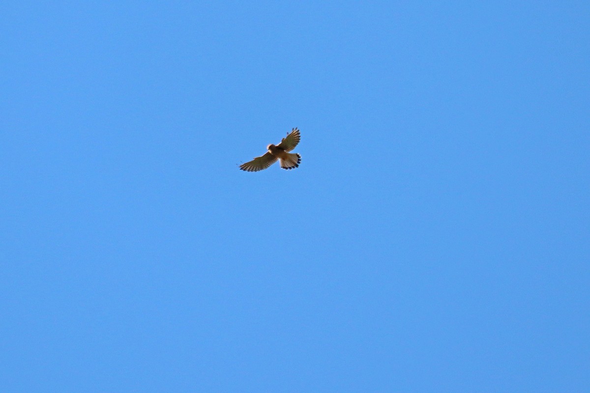 チョウゲンボウ - ML642919889