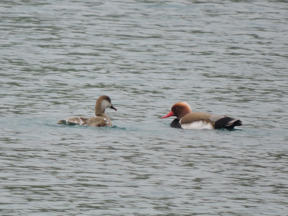 Red-crested Pochard - ML642919890