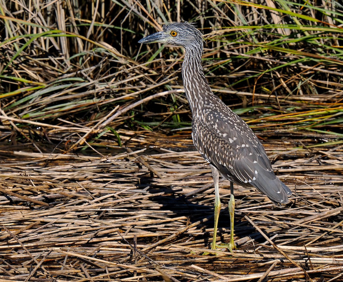 Yellow-crowned Night Heron - ML642919891